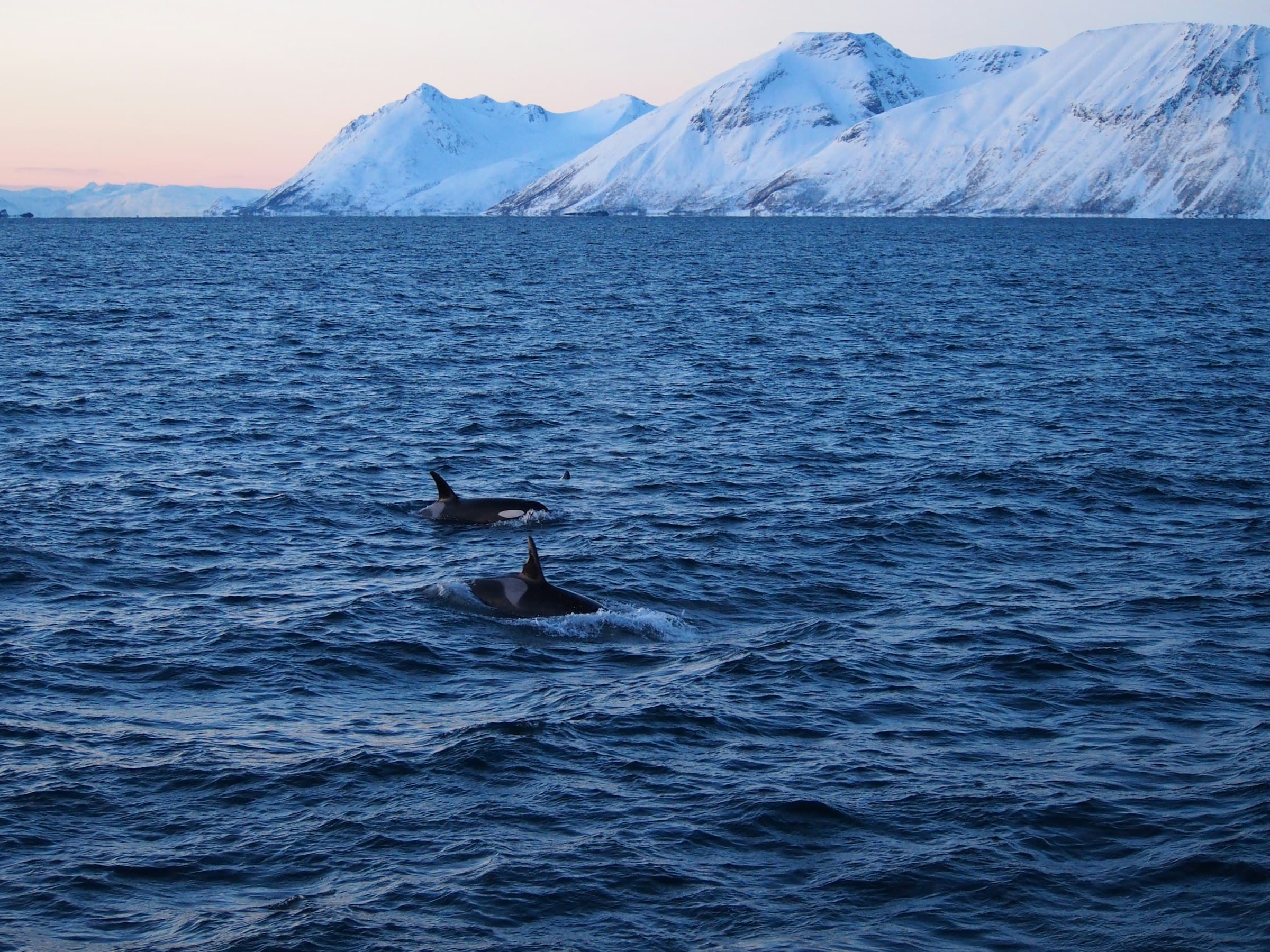 Two orcas surfacing below snow-covered mountains at dawn